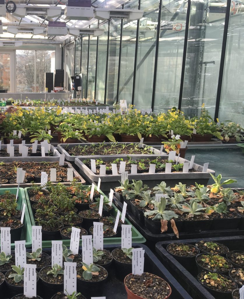 Greenhouse at the Department of Systematic and Evolutionary Botany, University of Zurich, Switzerland