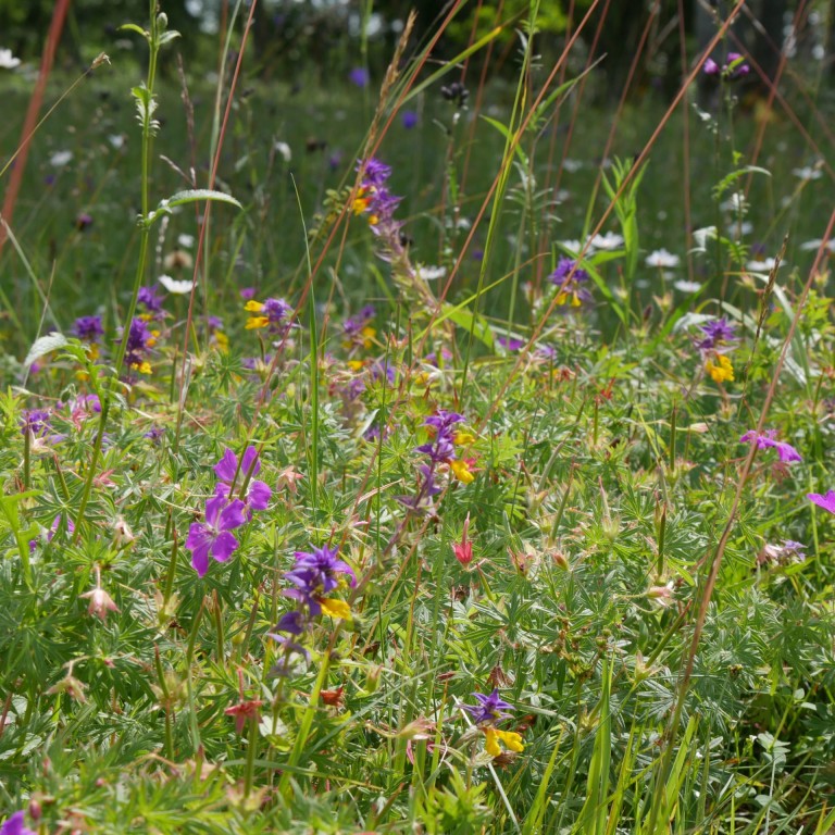 Lilleniit Liis Kasari-Toussaint