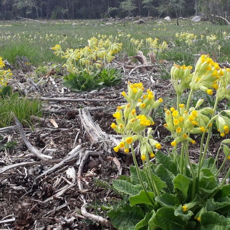 2019 field work May Primula veris