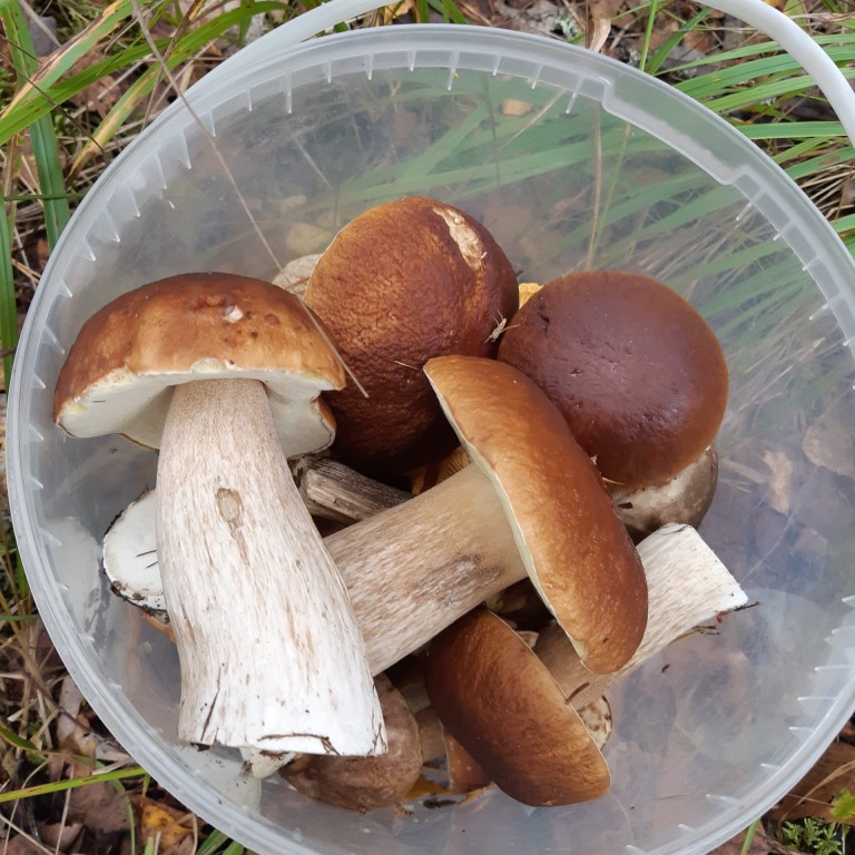 ELME2 mushrooms