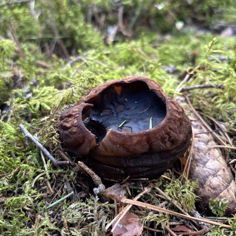 Limatünnik